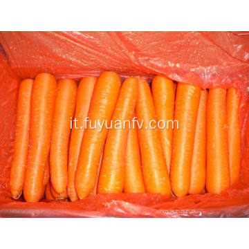 XIAMEN 316 MIGLIOR CAROTA